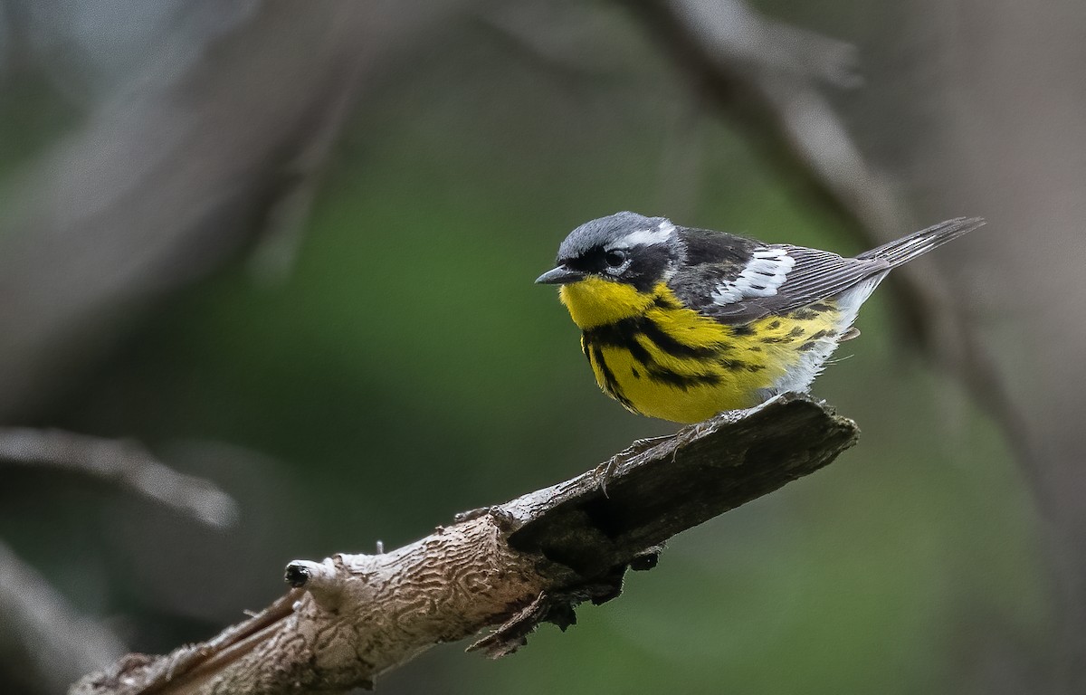 Magnolia Warbler - ML621218440