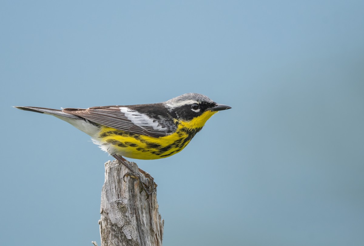 Magnolia Warbler - ML621218441