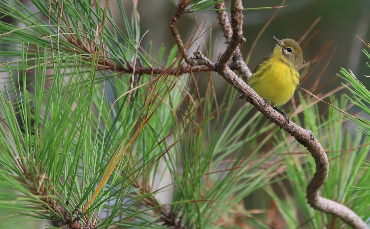 Prairie Warbler - ML621218442