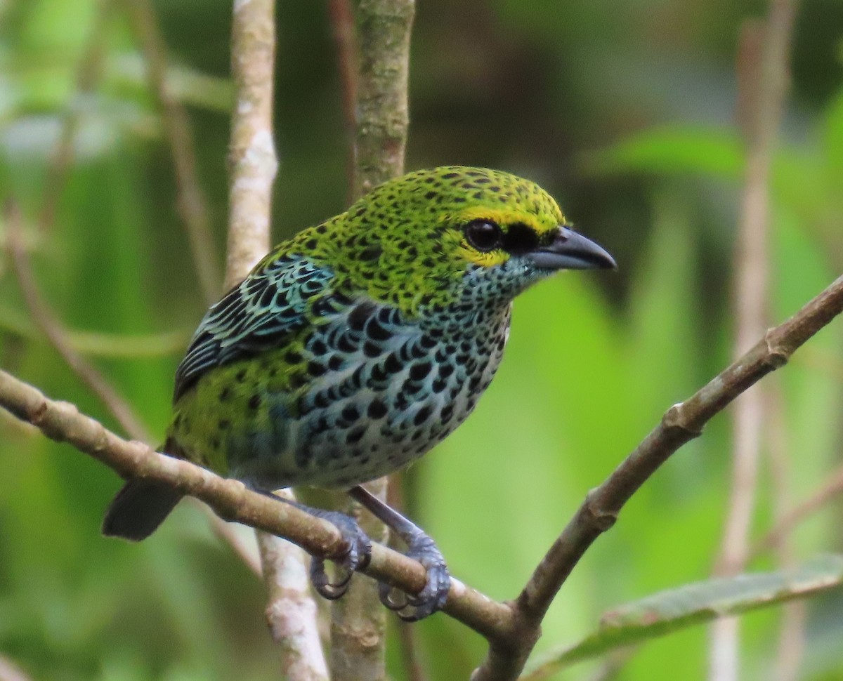 Speckled Tanager - ML621218458