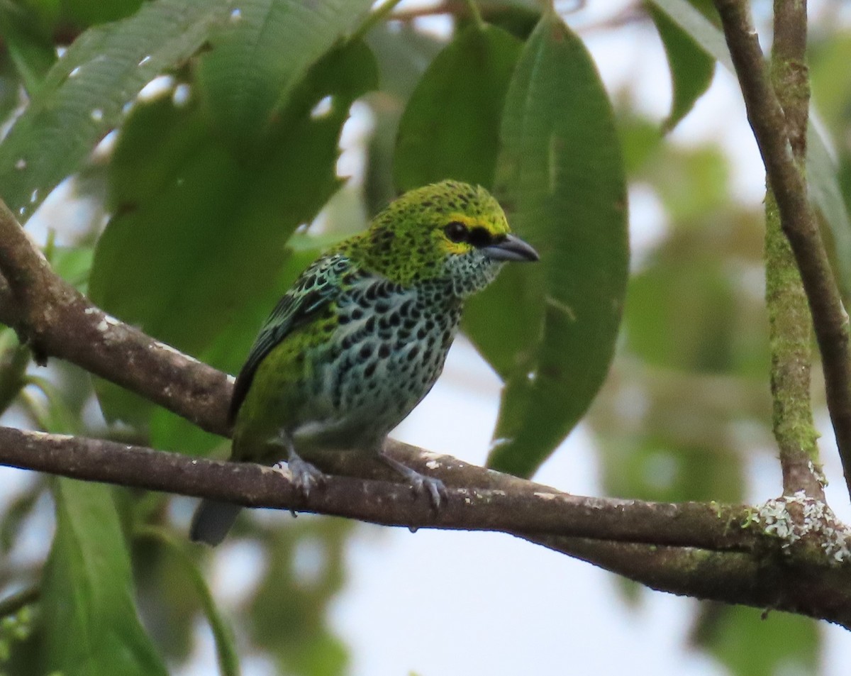 Speckled Tanager - ML621218459