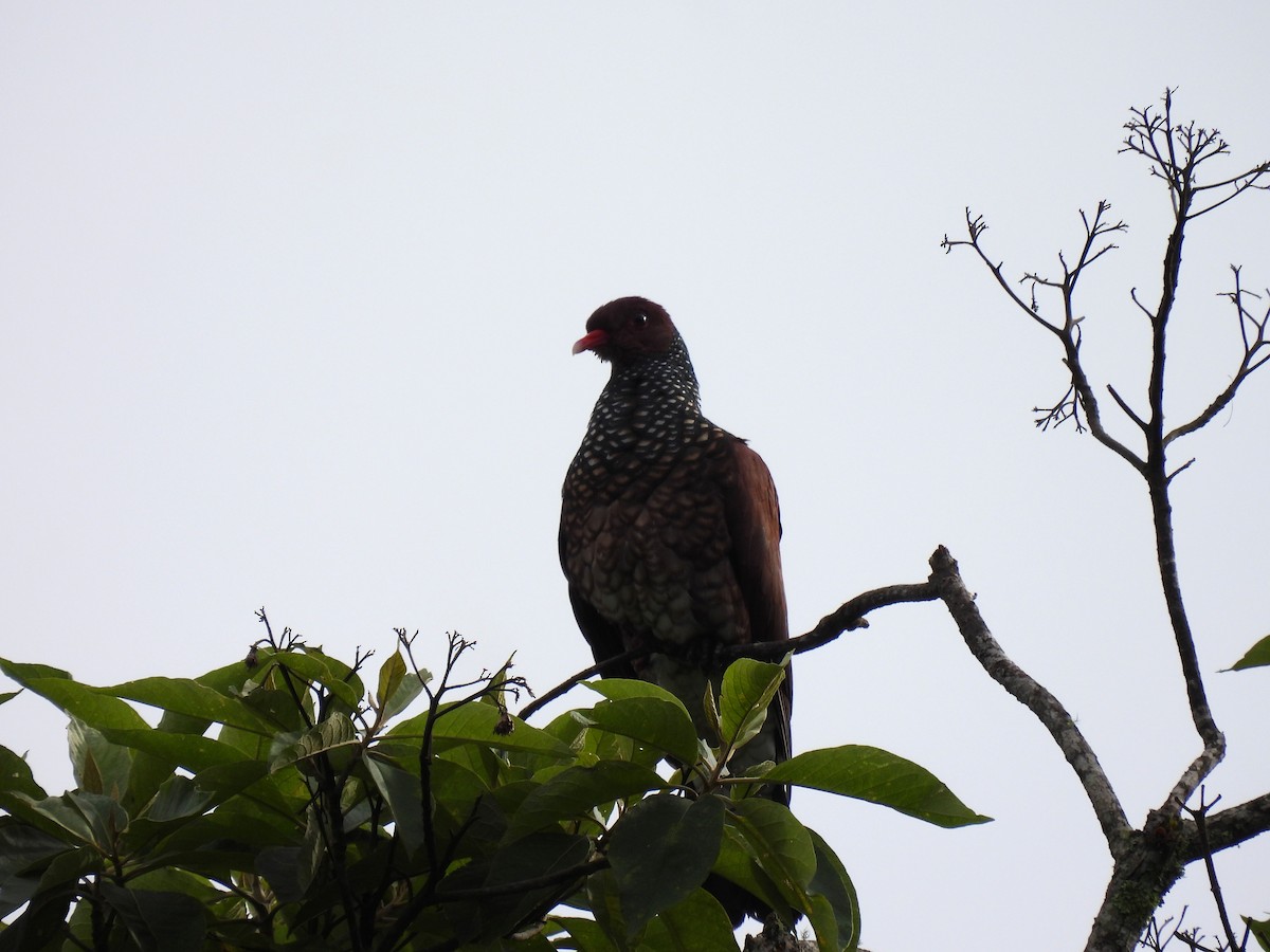 Scaled Pigeon - ML621218464