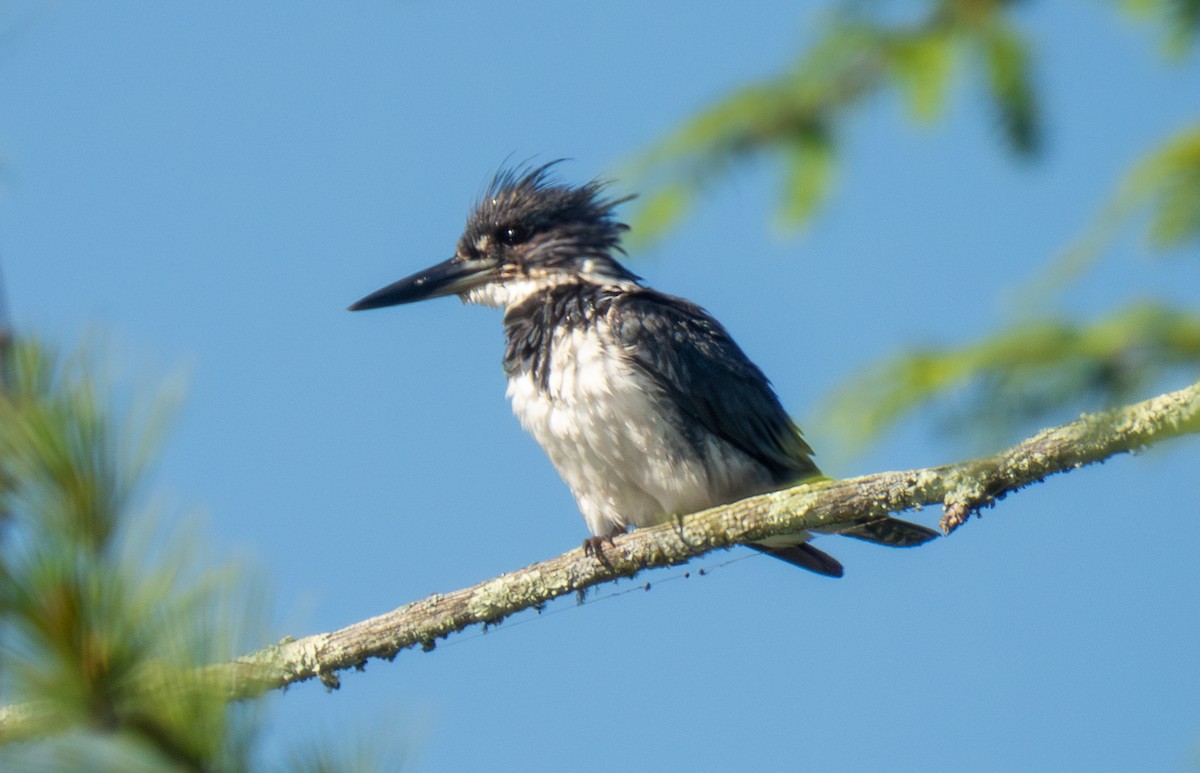 Belted Kingfisher - ML621218469