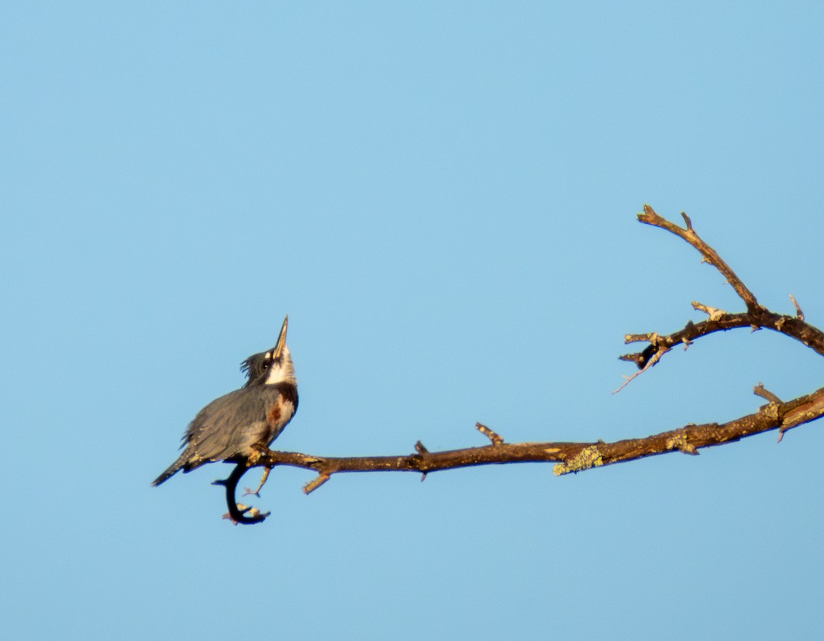 Belted Kingfisher - ML621218470