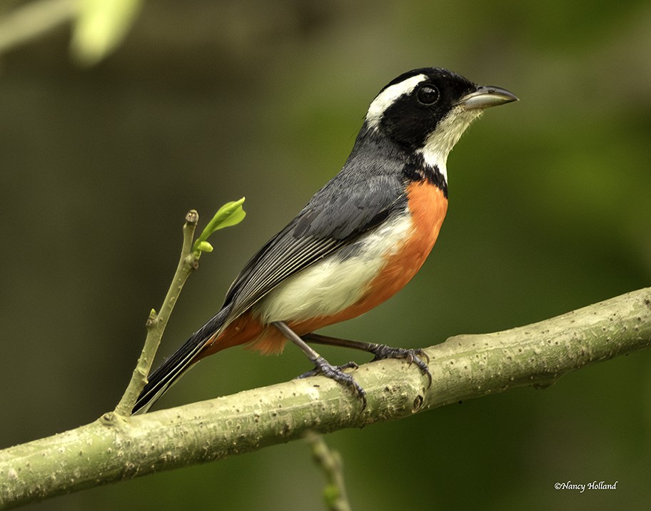 Red-breasted Chat - ML621218477
