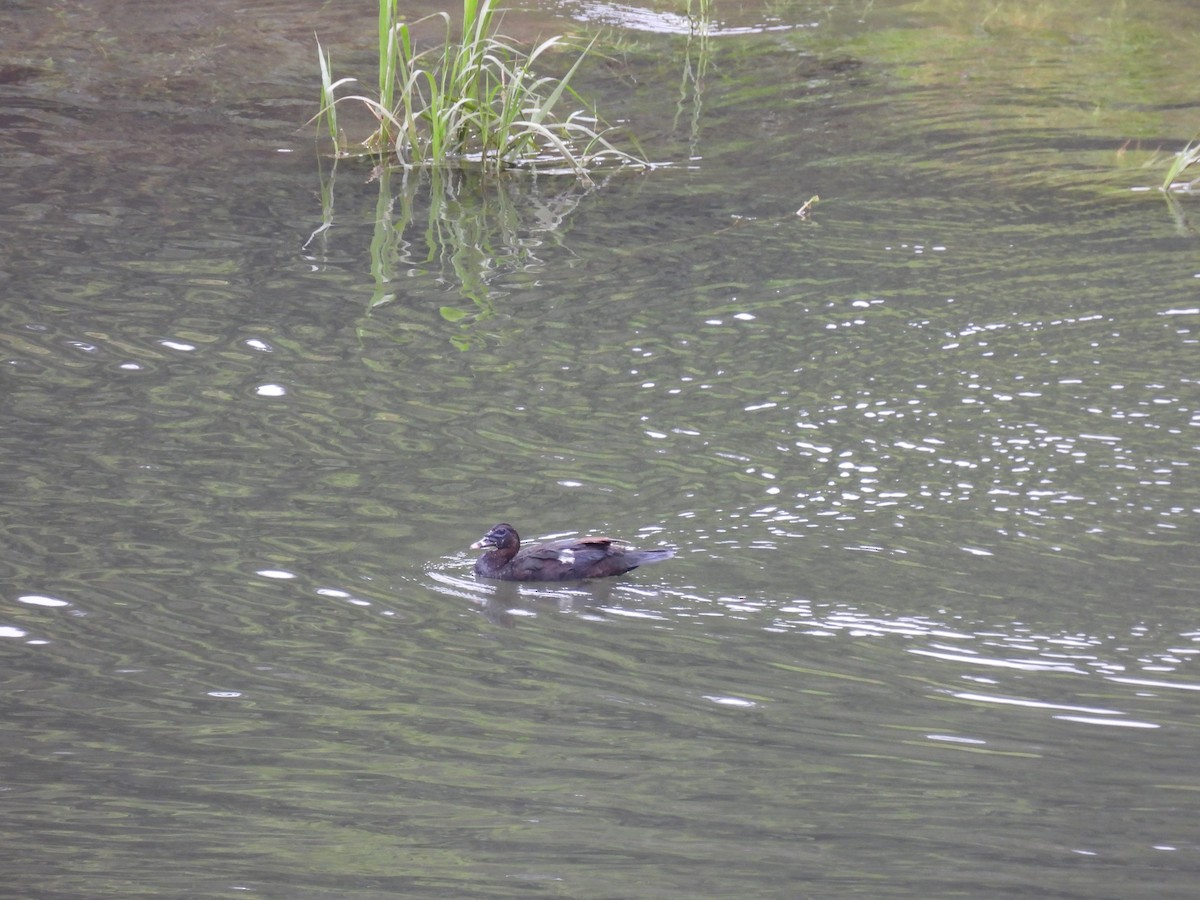 Muscovy Duck - ML621218490