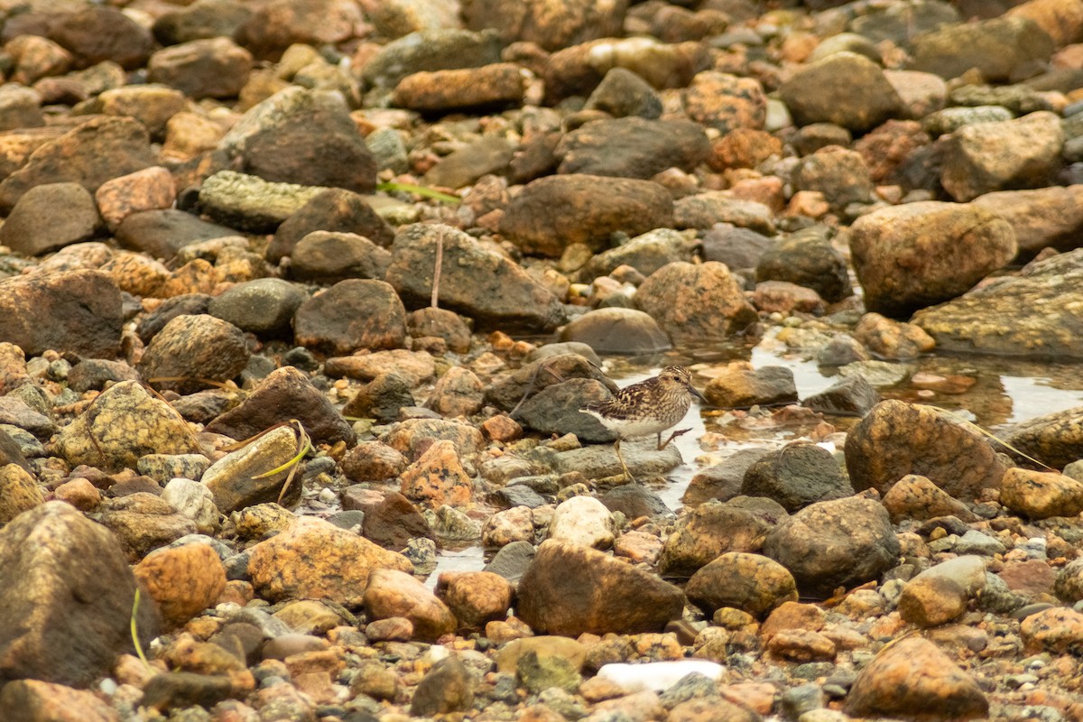 Bécasseau sanderling - ML621218518