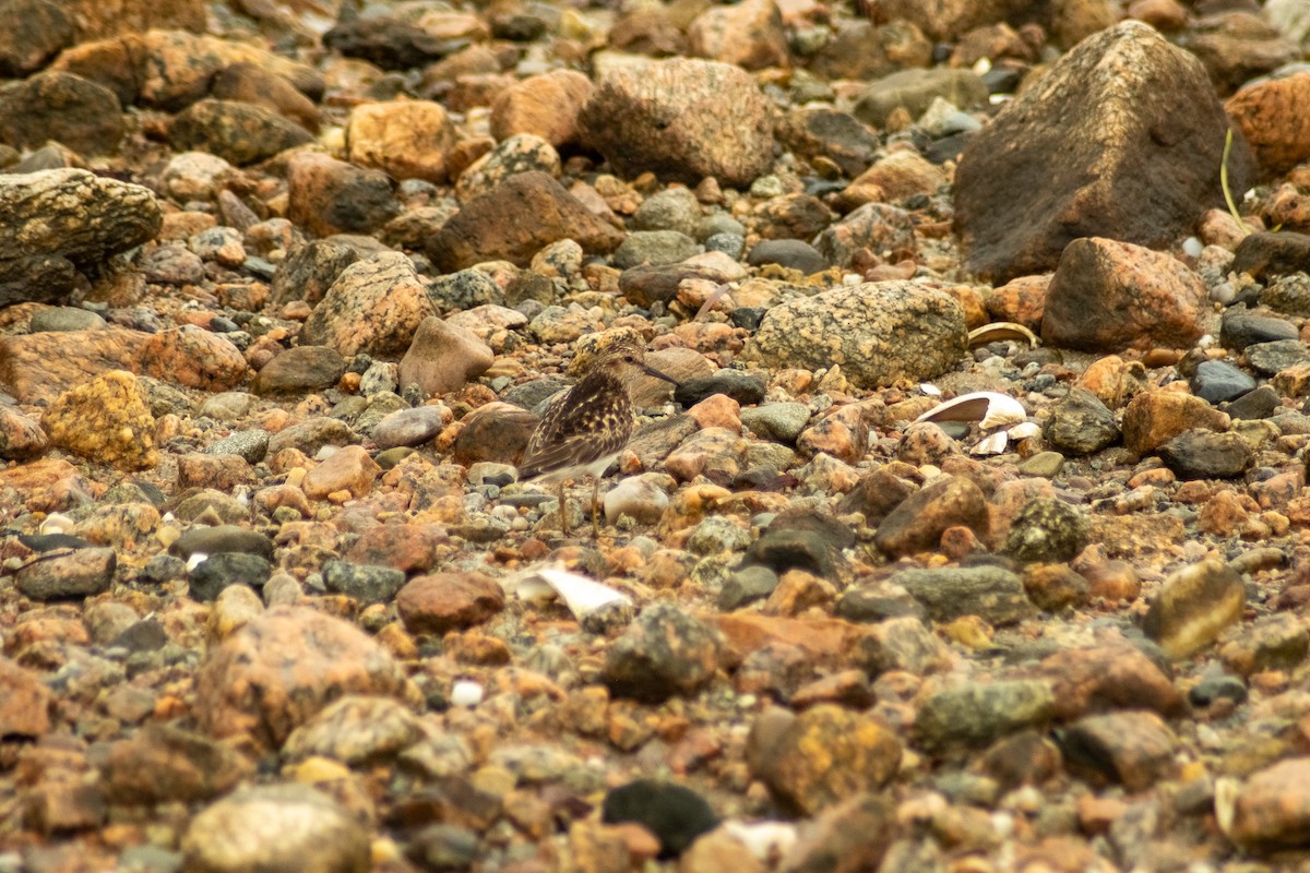 Bécasseau sanderling - ML621218519