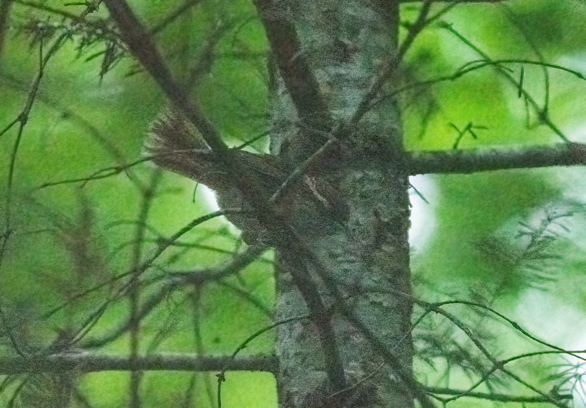 Carolina Wren - ML621218522