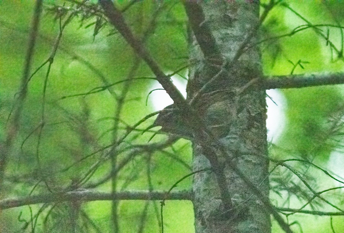 Carolina Wren - ML621218523