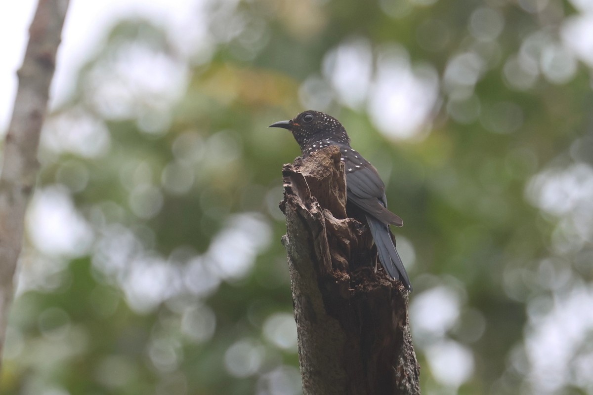 Square-tailed Drongo-Cuckoo - ML621218536
