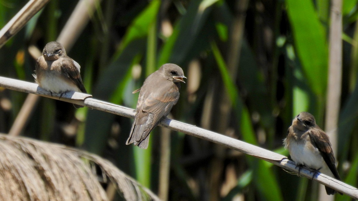 Northern Rough-winged Swallow - ML621218542