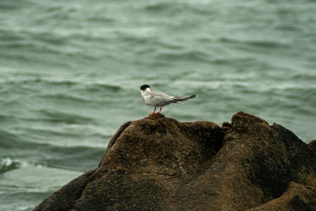 Common Tern - ML621218555