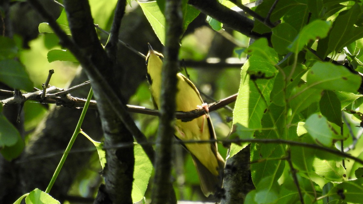 Kentucky Warbler - ML621218584