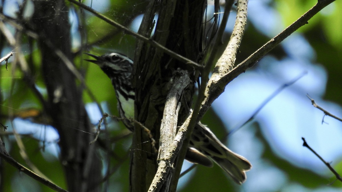 Black-and-white Warbler - ML621218592