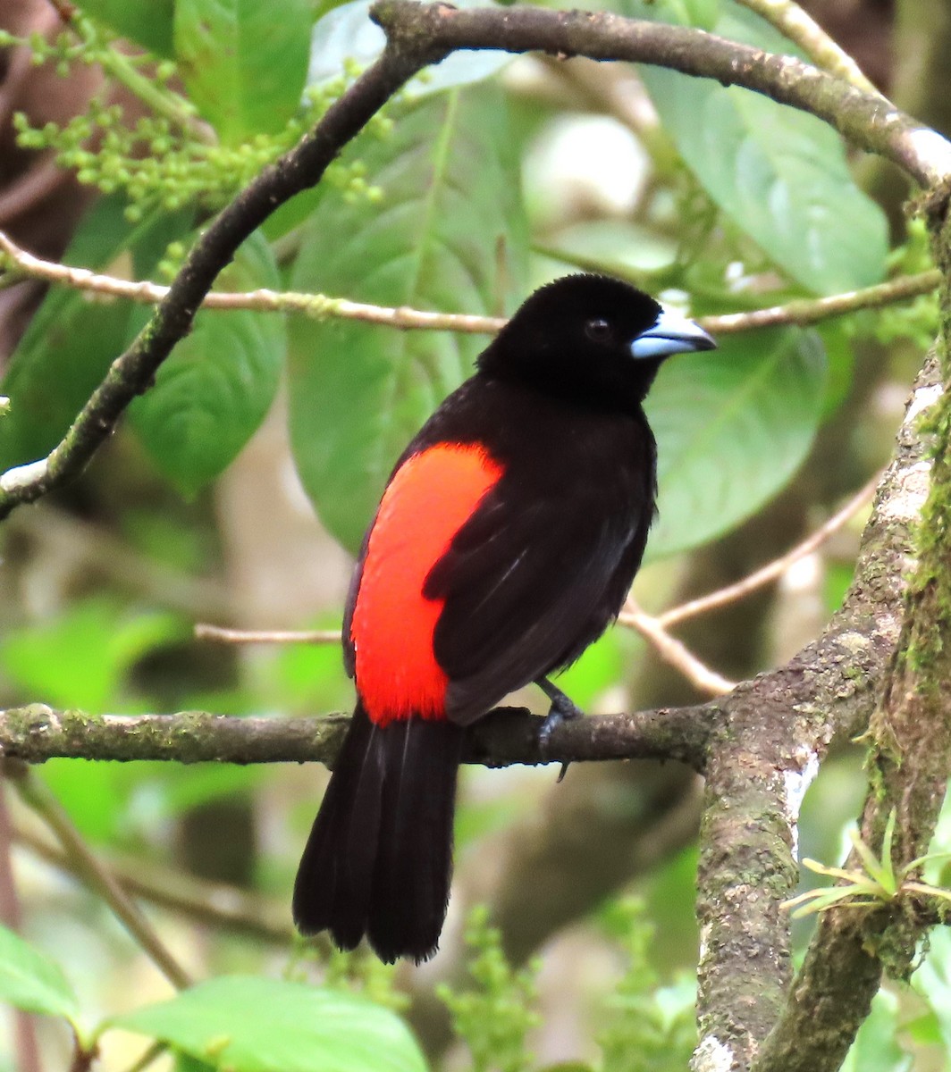 Scarlet-rumped Tanager (Passerini's) - ML621218637