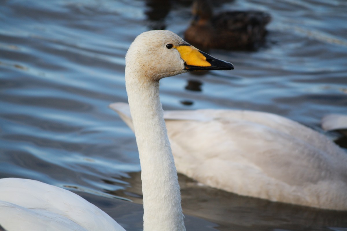 Whooper Swan - ML621218638