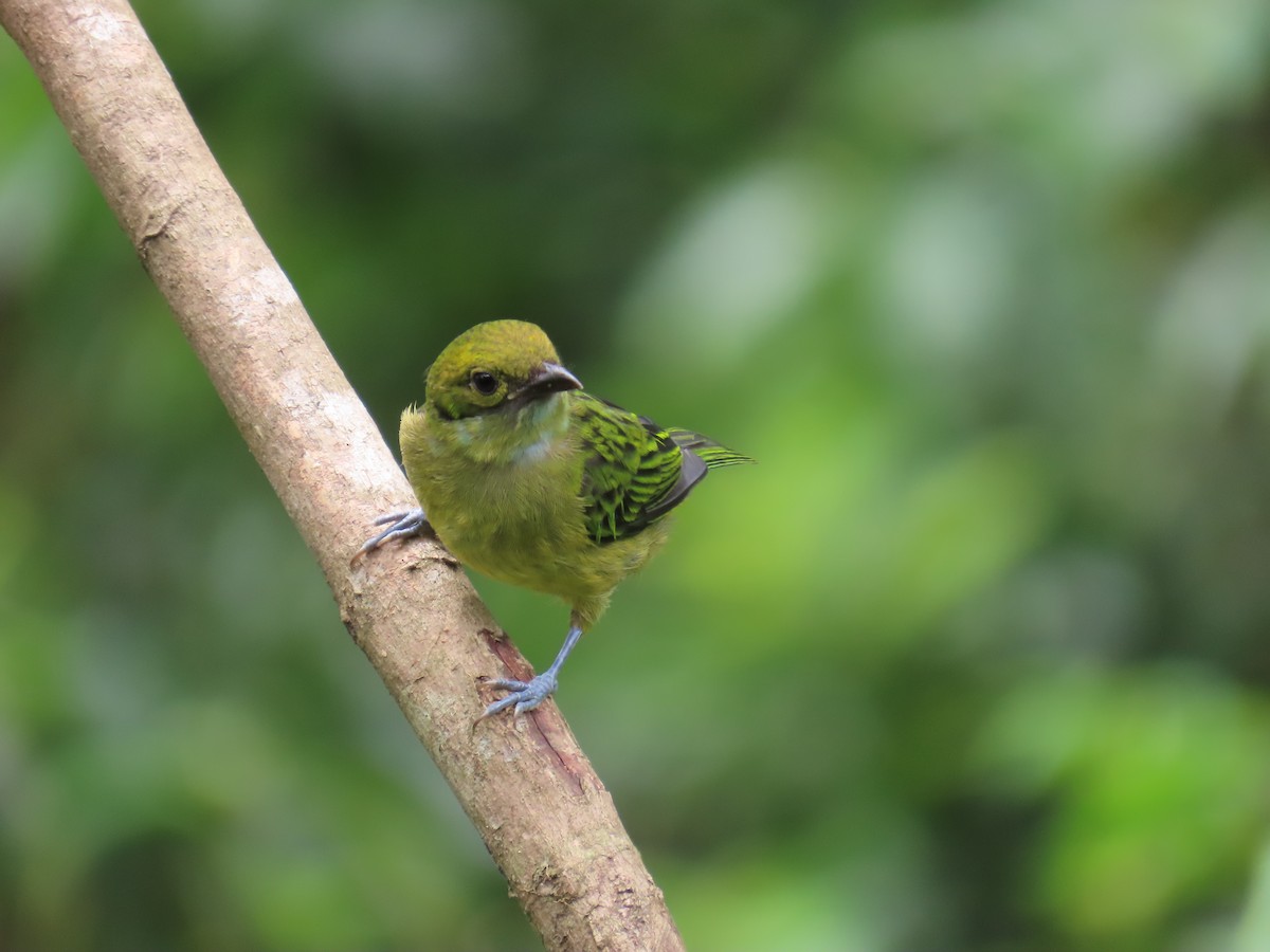 Emerald Tanager - ML621218684