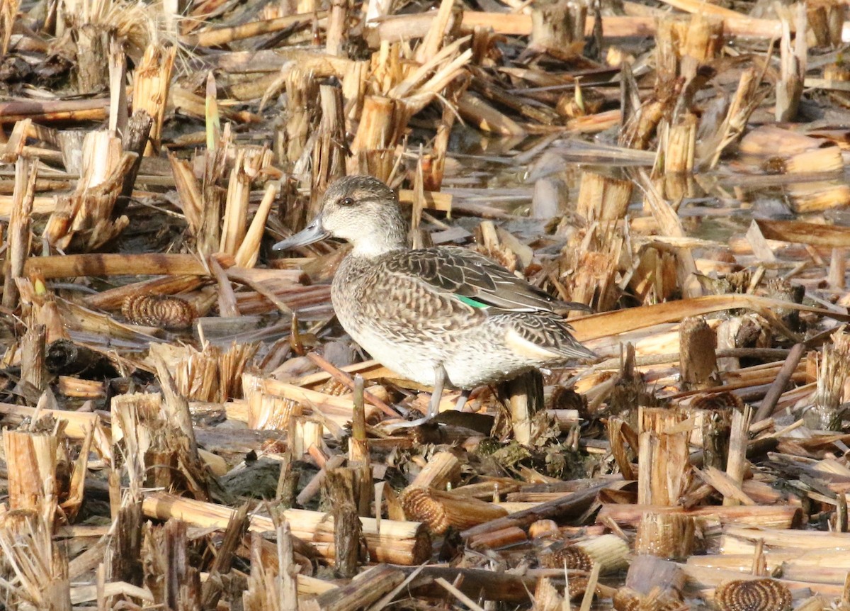 Green-winged Teal - ML621218705