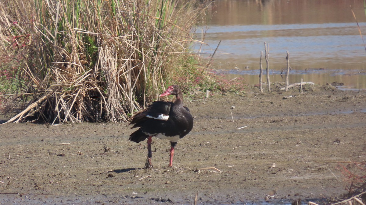 Spur-winged Goose - ML621218706