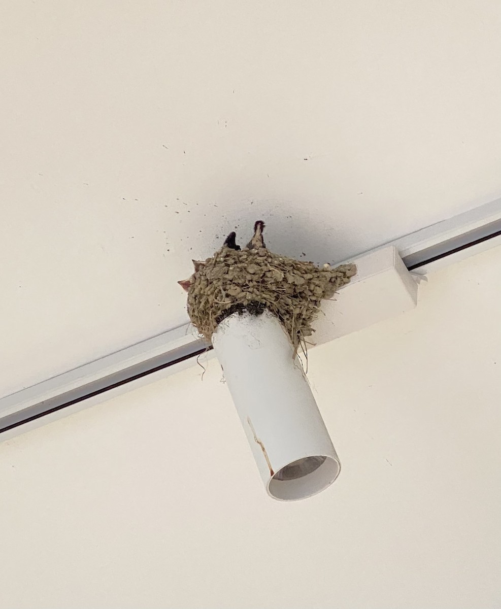 Barn Swallow (Buff-bellied) - ML621218769
