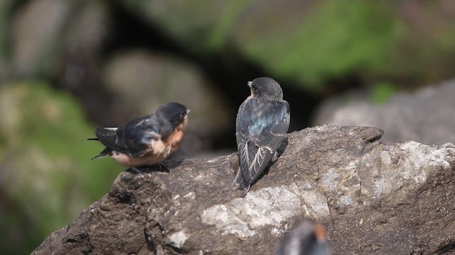 Golondrina Común - ML621218788