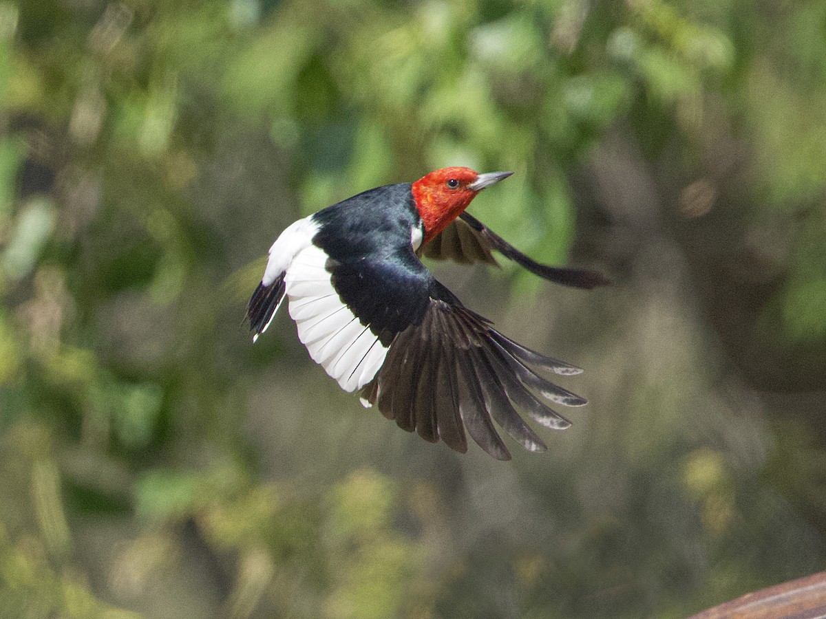 Red-headed Woodpecker - ML621218796