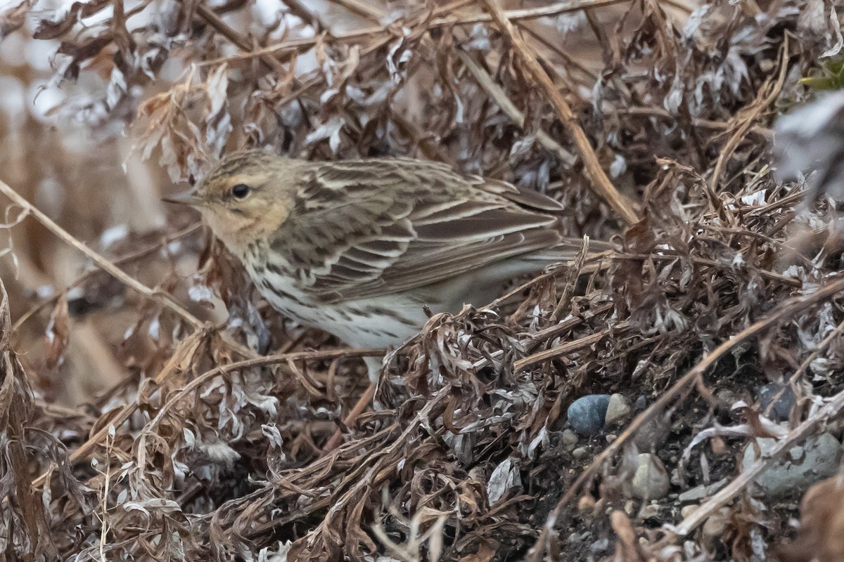 Red-throated Pipit - ML621218802
