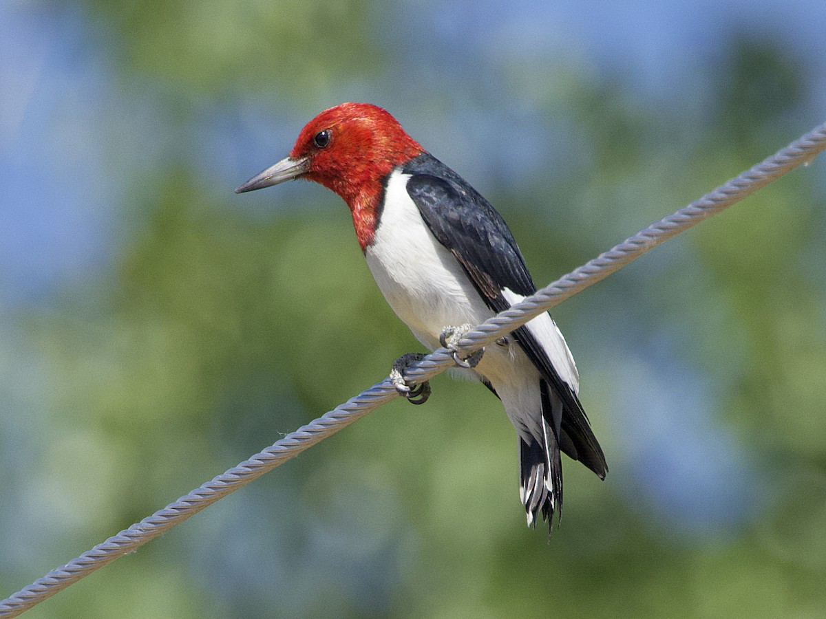 Red-headed Woodpecker - ML621218806