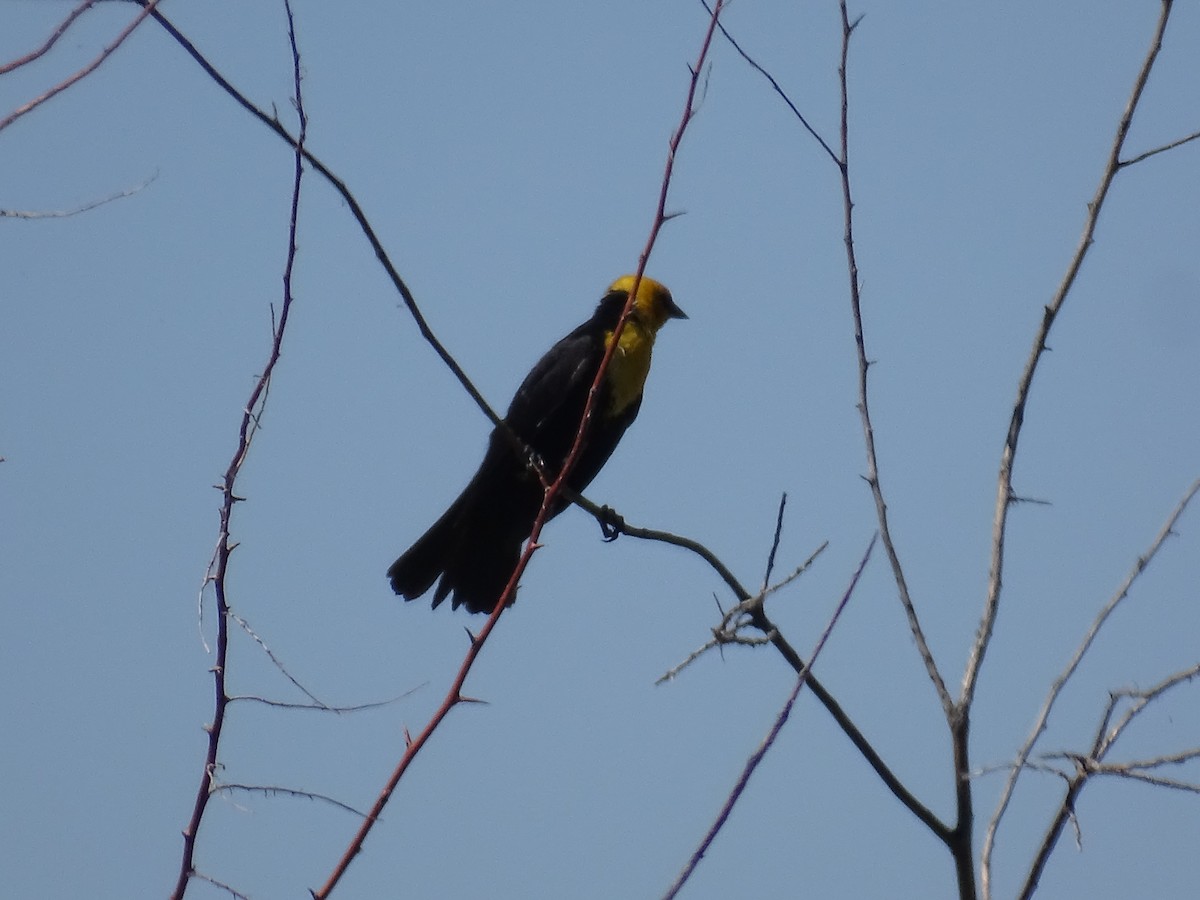 Yellow-headed Blackbird - ML621218807