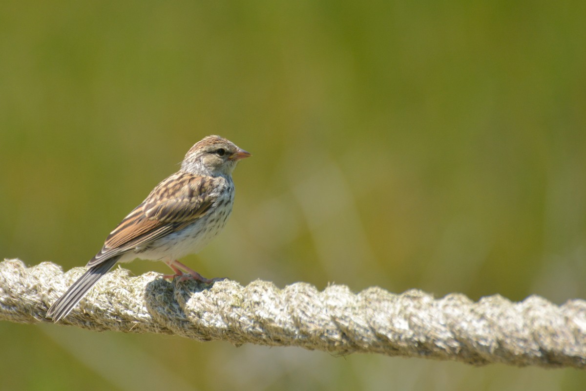 Chipping Sparrow - ML621218808