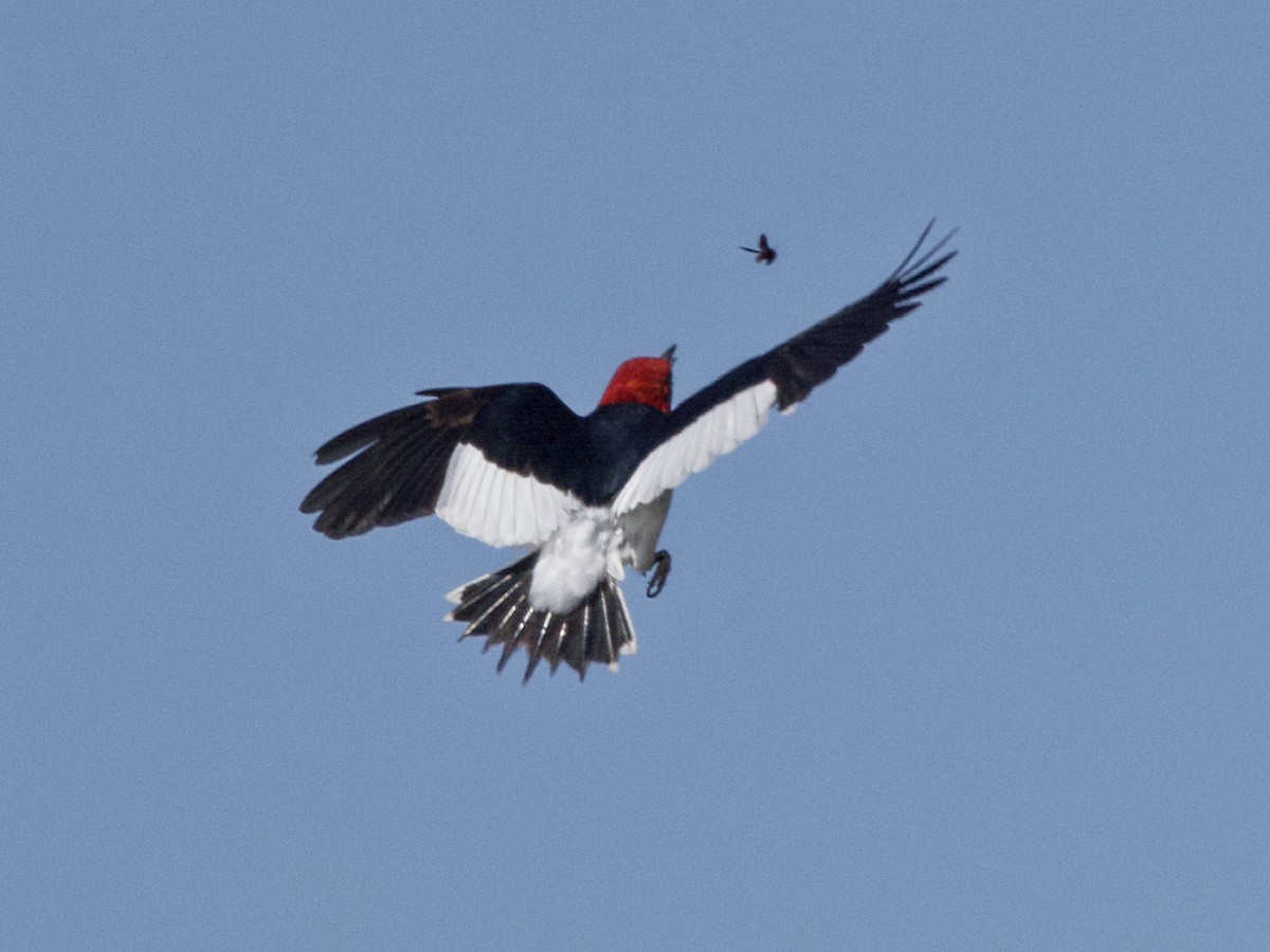 Red-headed Woodpecker - ML621218823