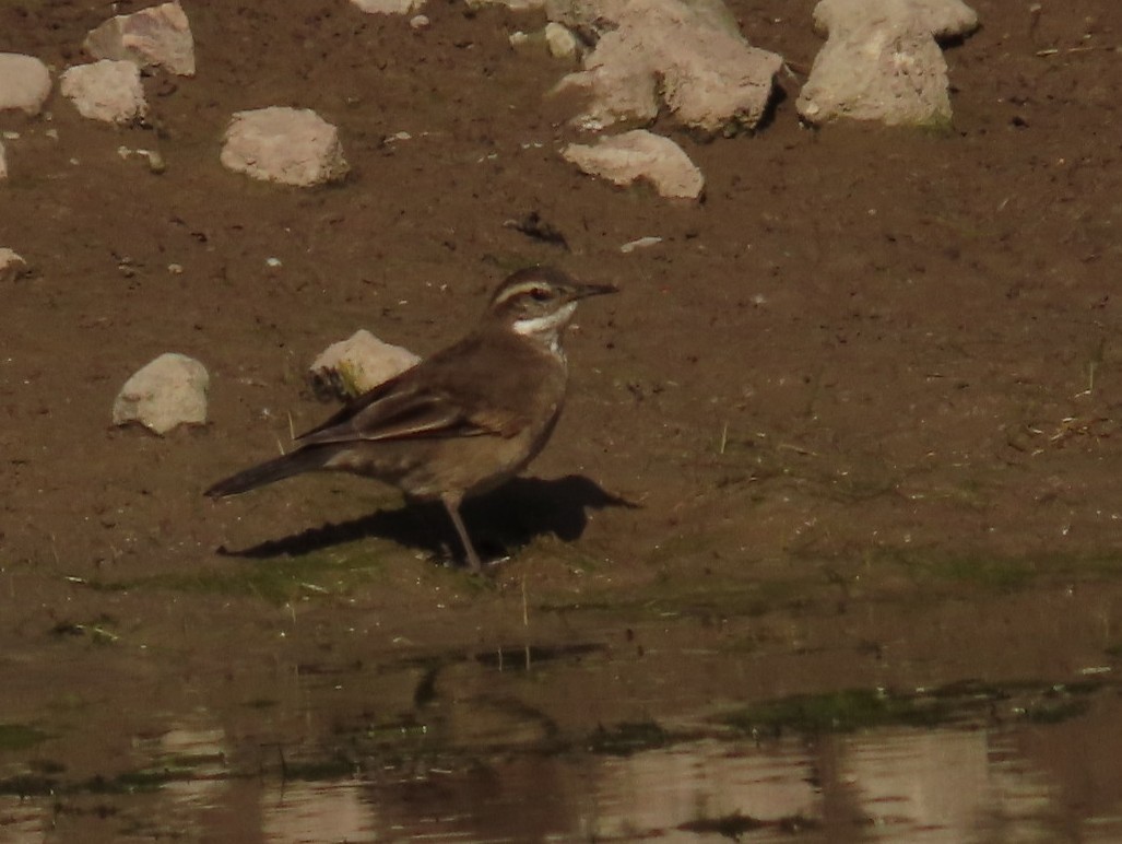 Buff-winged Cinclodes - ML621218848