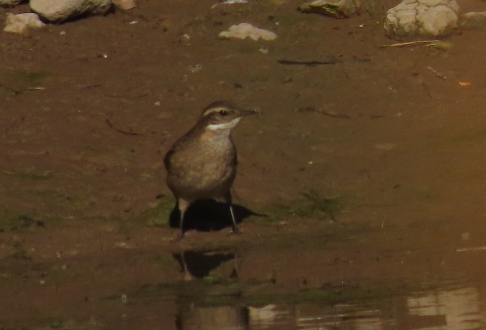 Buff-winged Cinclodes - ML621218849