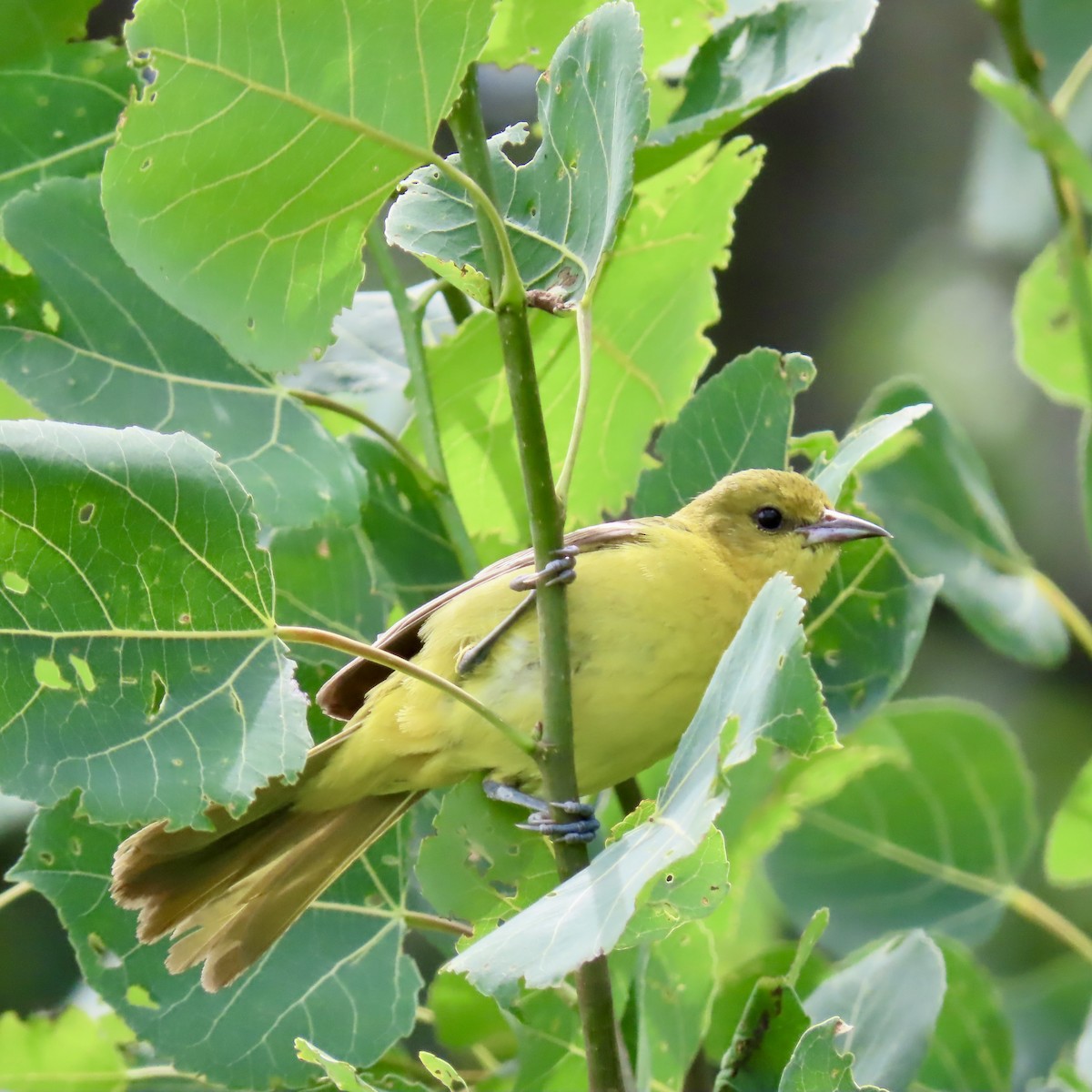 Orchard Oriole - ML621218884