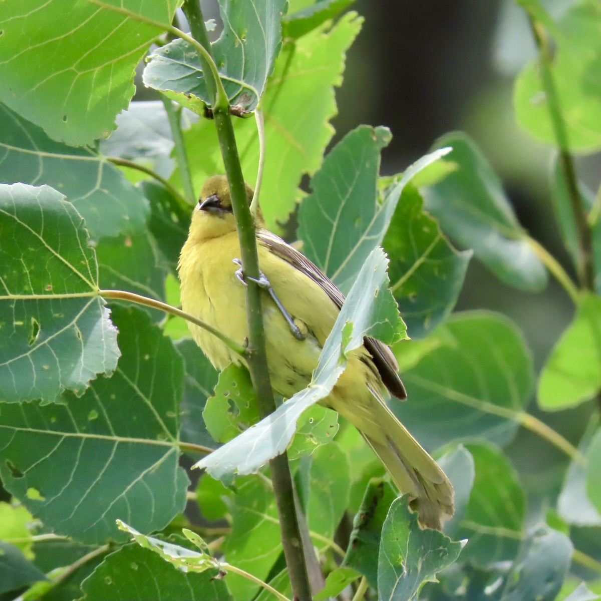 Orchard Oriole - ML621218885
