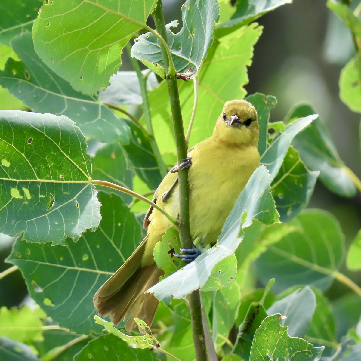 Orchard Oriole - ML621218886