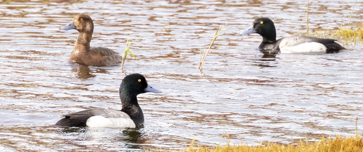 Greater Scaup - ML621218911