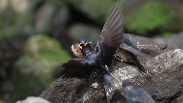 Barn Swallow - ML621218920