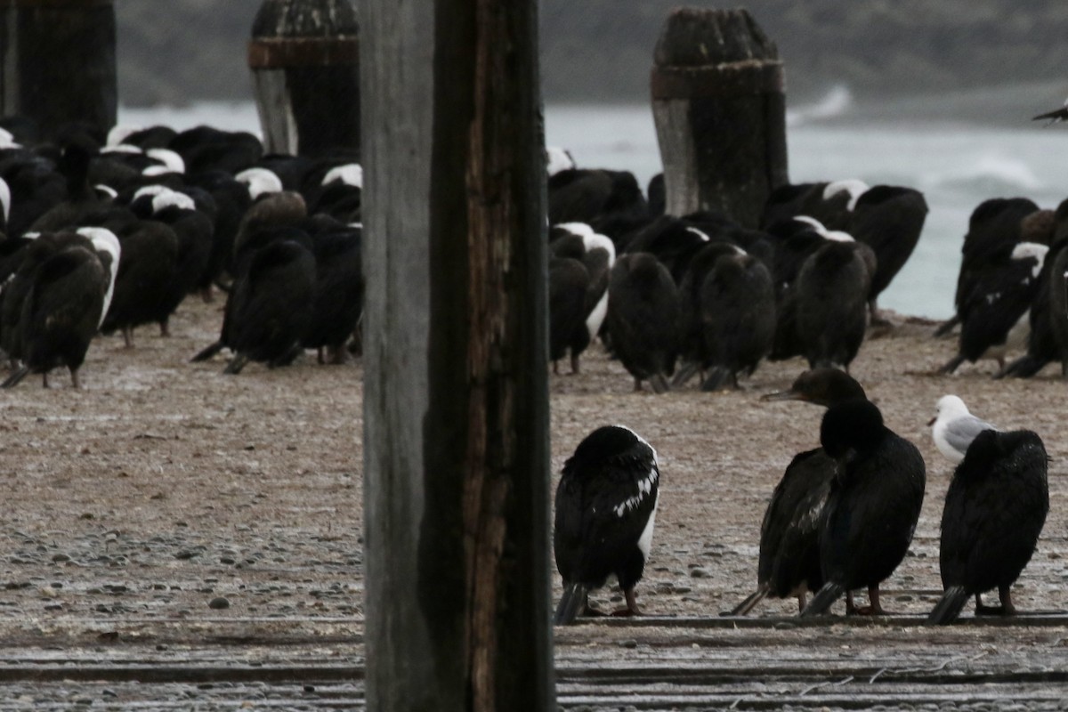 Stewart Island Shag (Otago) - ML621218939