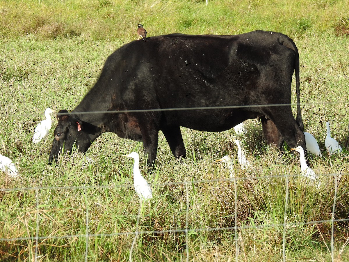 Eastern Cattle Egret - ML621218973