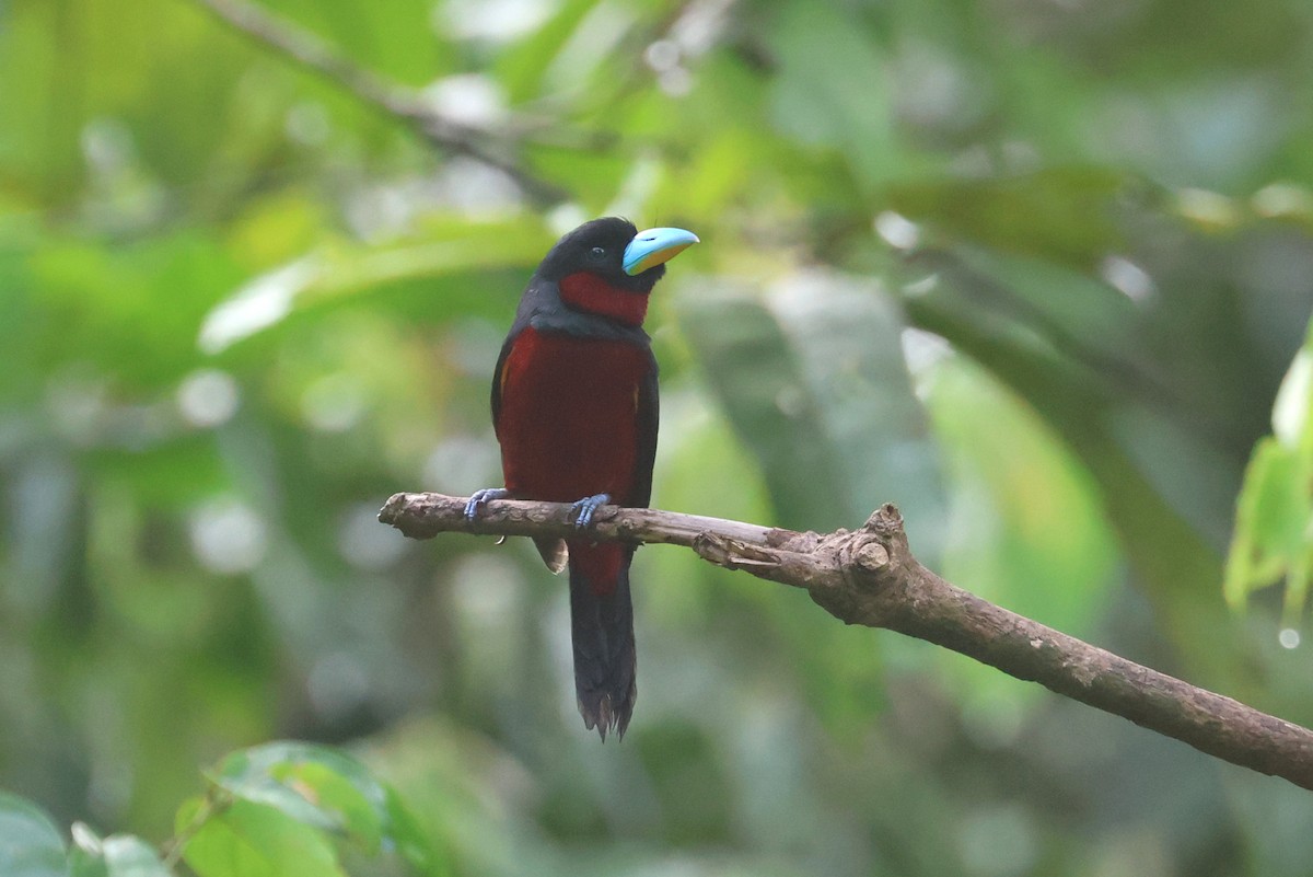 Black-and-red Broadbill (Black-and-red) - ML621218978