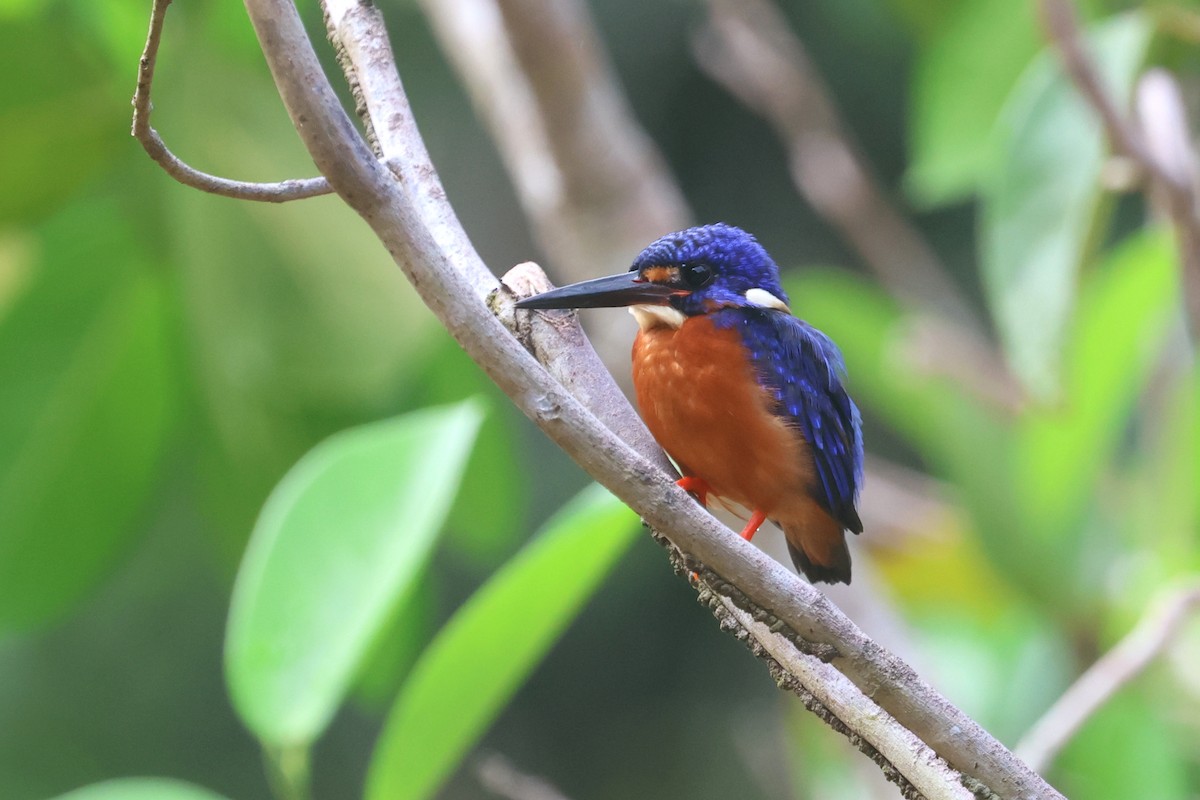 Blue-eared Kingfisher - ML621218982