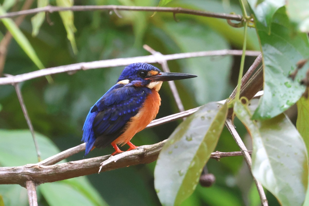 Blue-eared Kingfisher - ML621218983
