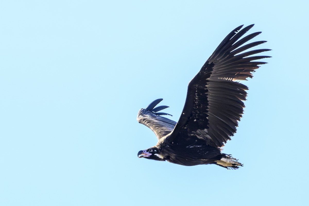 Cinereous Vulture - ML621218988