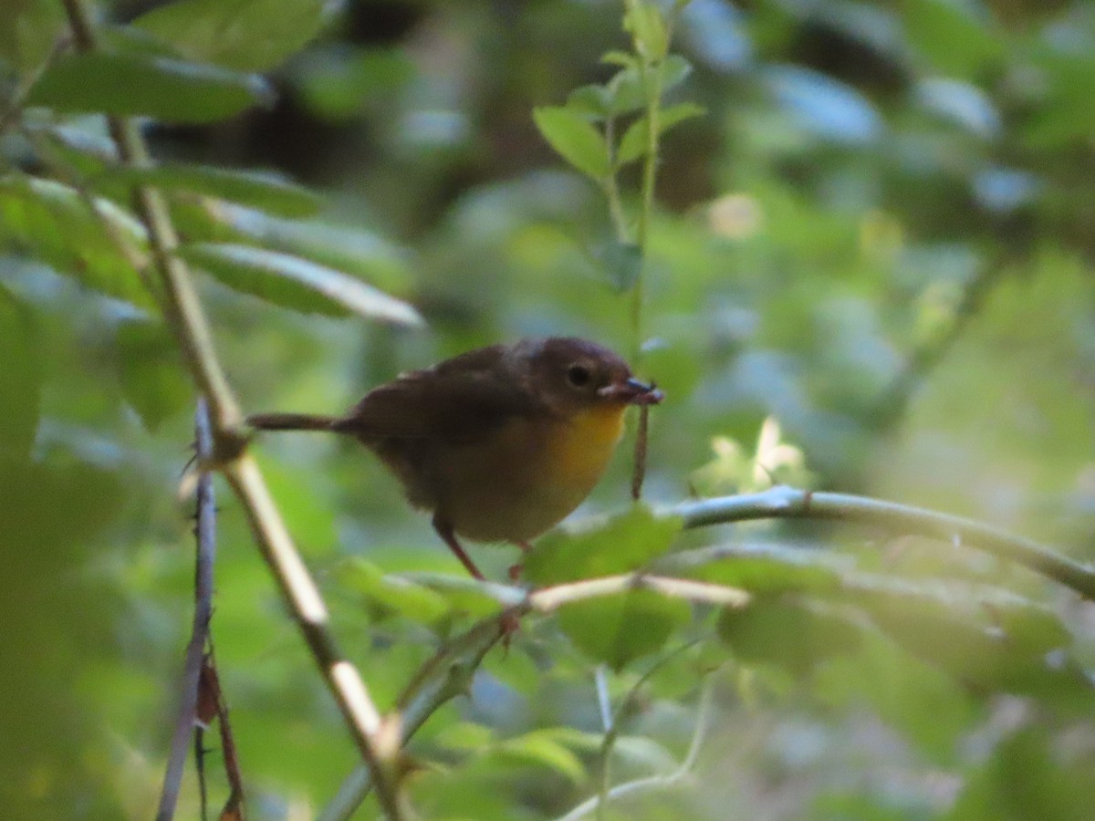 Common Yellowthroat - ML621218991