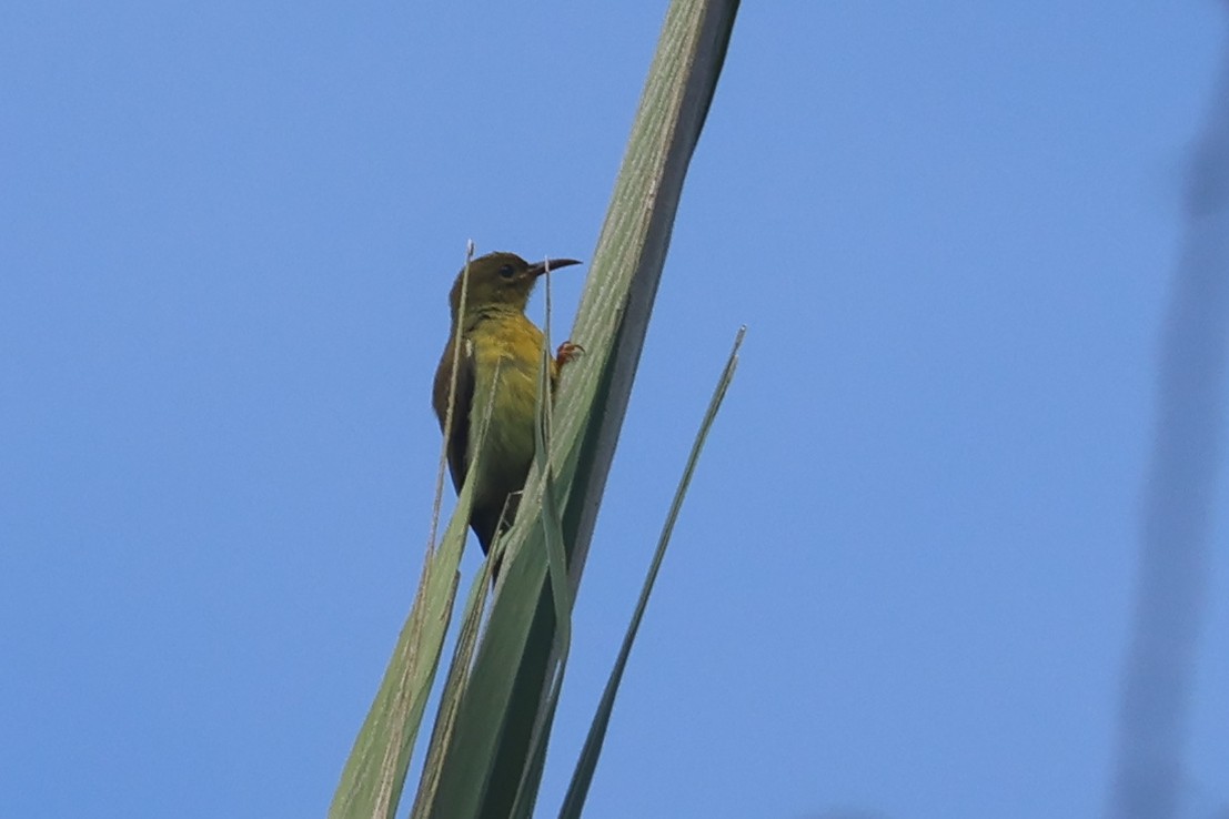 Brown-throated Sunbird - ML621218992