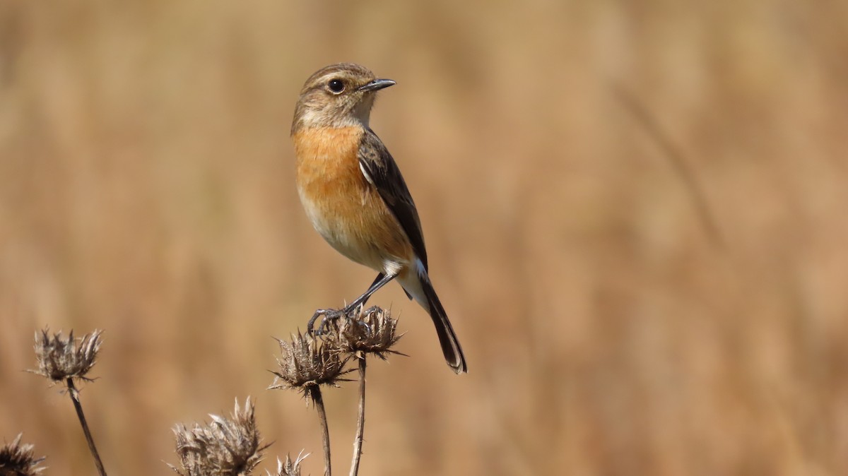 African Stonechat - ML621218998