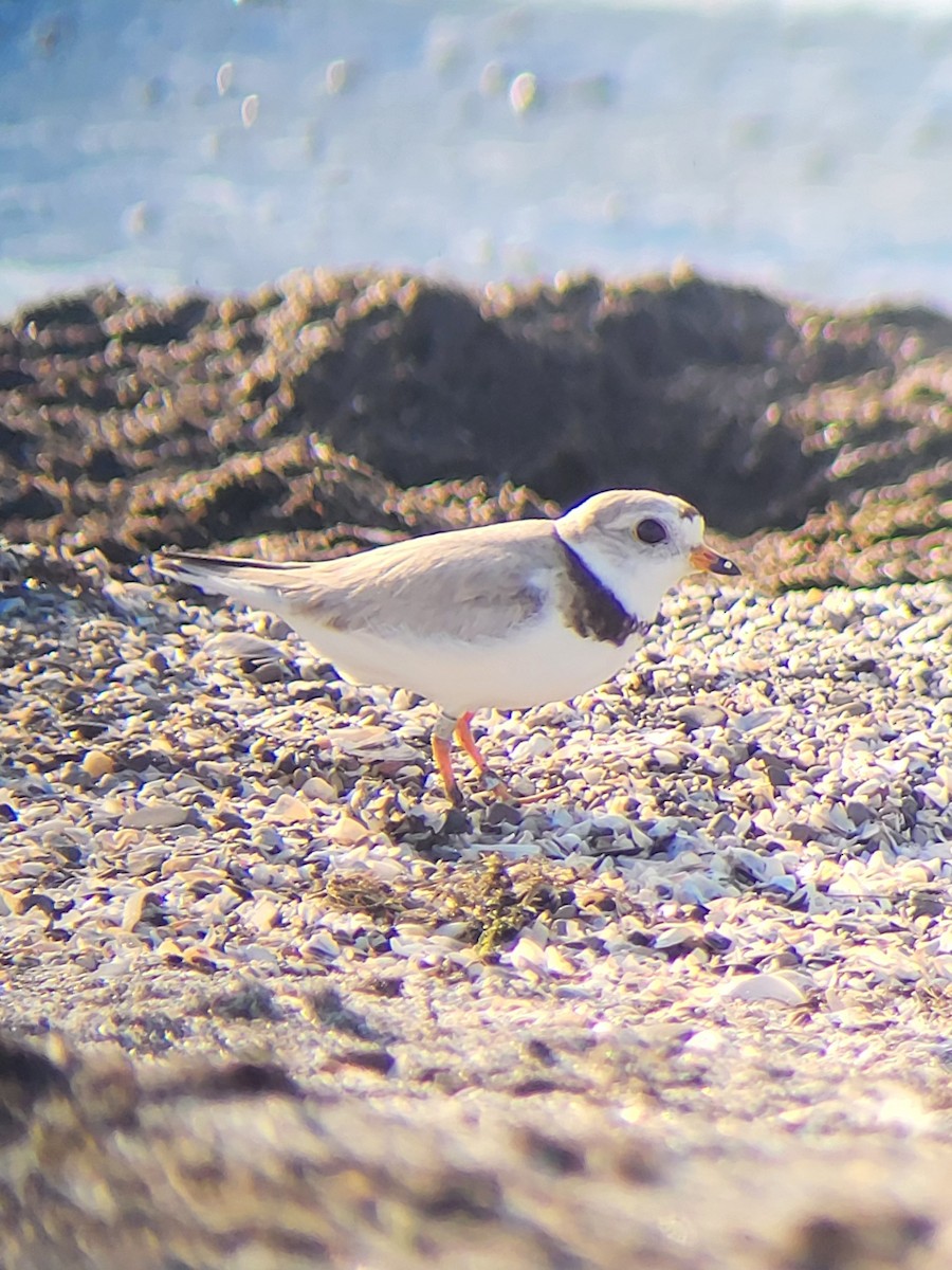 Piping Plover - ML621219006