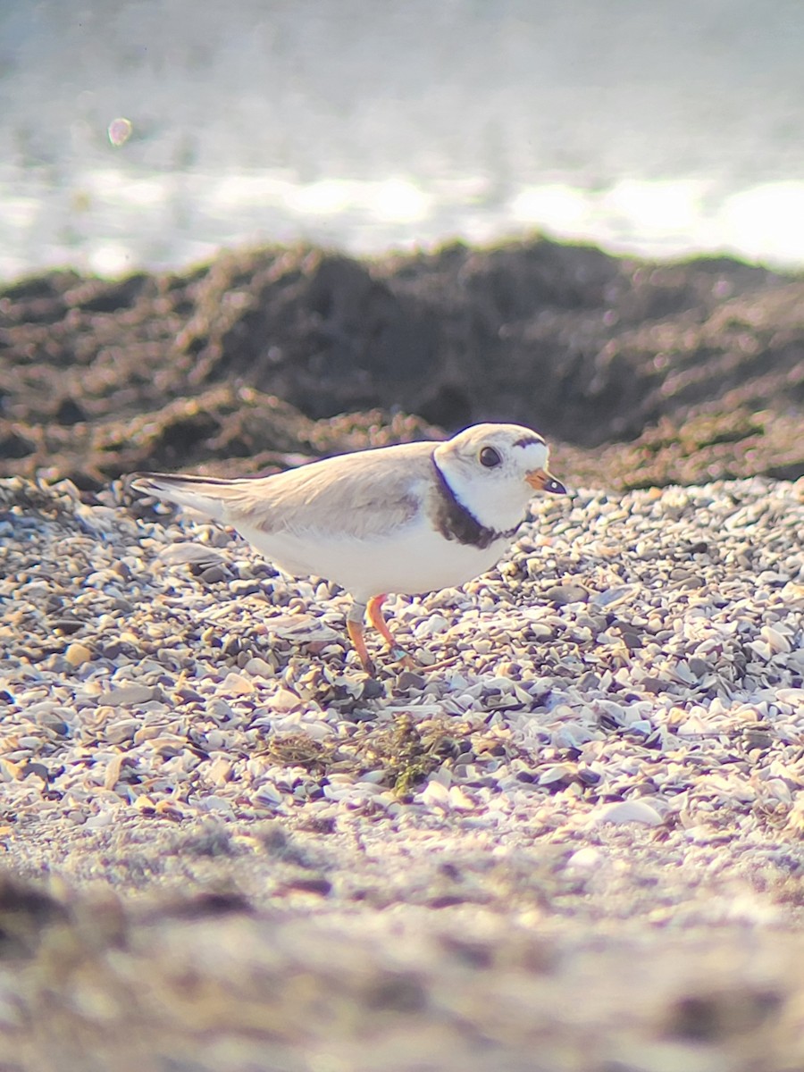 Piping Plover - ML621219007